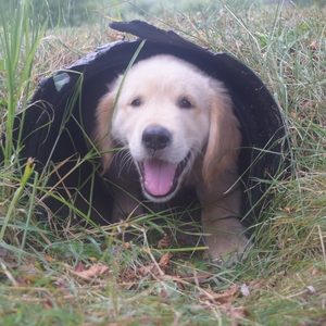 Team Page: Biscuit's Buddies